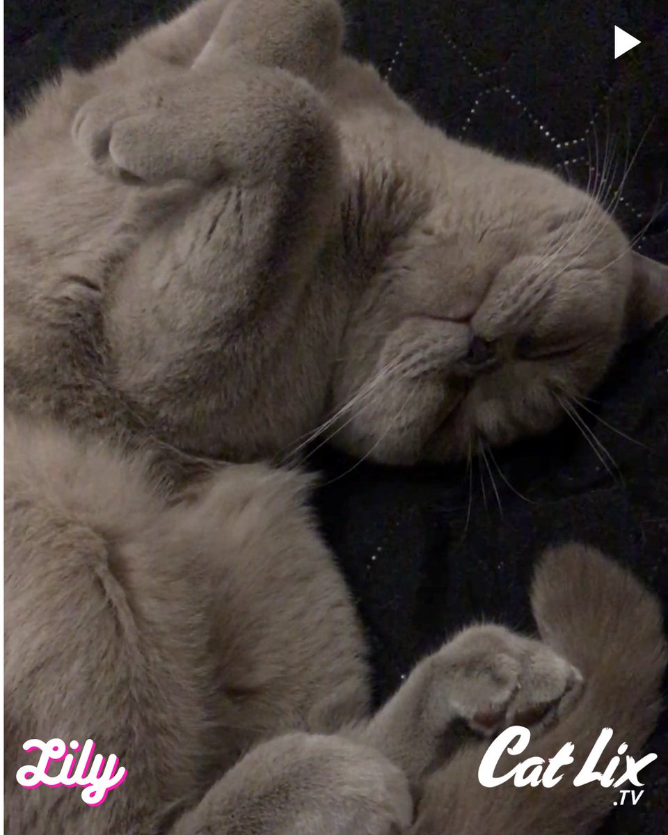 Catlixtv's tweet photo. 😻😻😻
.
.
.
#artcat #lovercats #catvibes #catsphotography #lovekitten #catsofyou #nicecat #cattime #ilovecatssomuch #catsisters #catlover😻 #catpost #catmoments #lifeofcats #caterday #catattack #catladytribe #meowcat #amazingcat #livingwithcats https://t.co/Ix0wLDjqYR