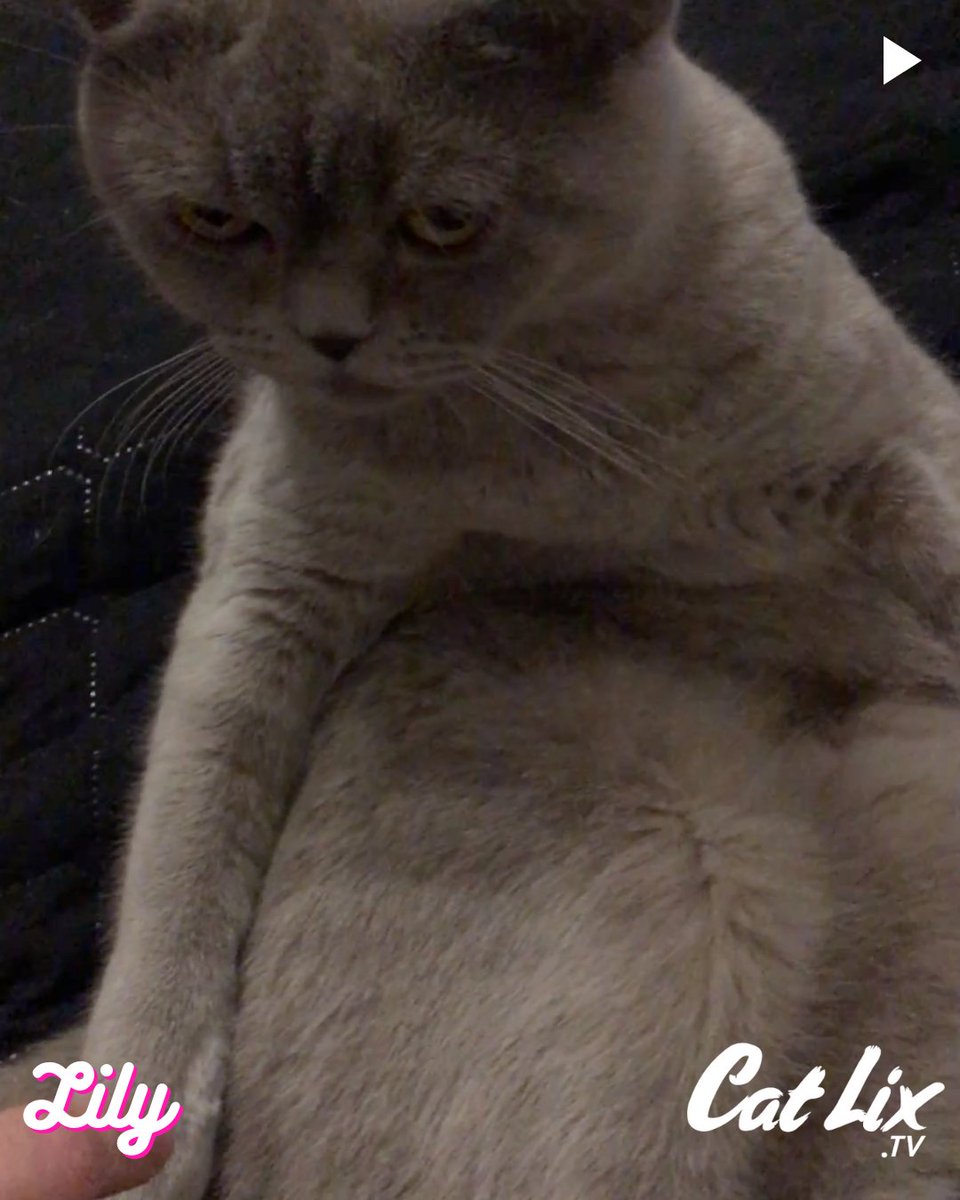 Catlixtv's tweet photo. 😻😻😻
.
.
.
#artcat #lovercats #catvibes #catsphotography #lovekitten #catsofyou #nicecat #cattime #ilovecatssomuch #catsisters #catlover😻 #catpost #catmoments #lifeofcats #caterday #catattack #catladytribe #meowcat #amazingcat #livingwithcats https://t.co/Ix0wLDjqYR