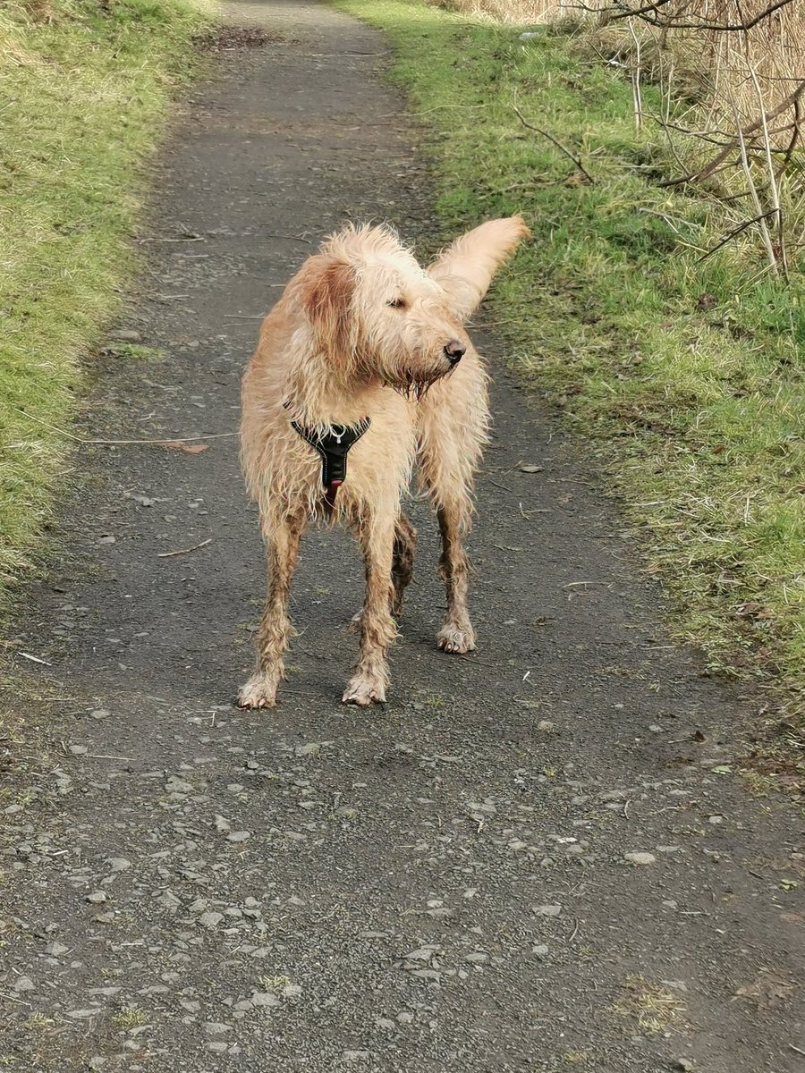 Heid first into a stagnant pond. She's mingin! Happy as a pig in poop though 💩 🐽 🐶 😂