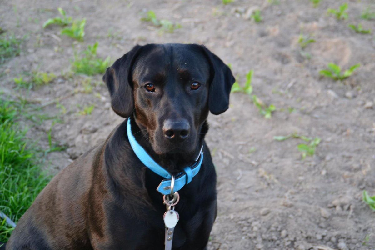Es ist bloß ein Hund sagst du,bloß ein Hund?!
Und ich sage dir, dass ein Hund manchmal mehr als ein Mensch ist.  🐕😃