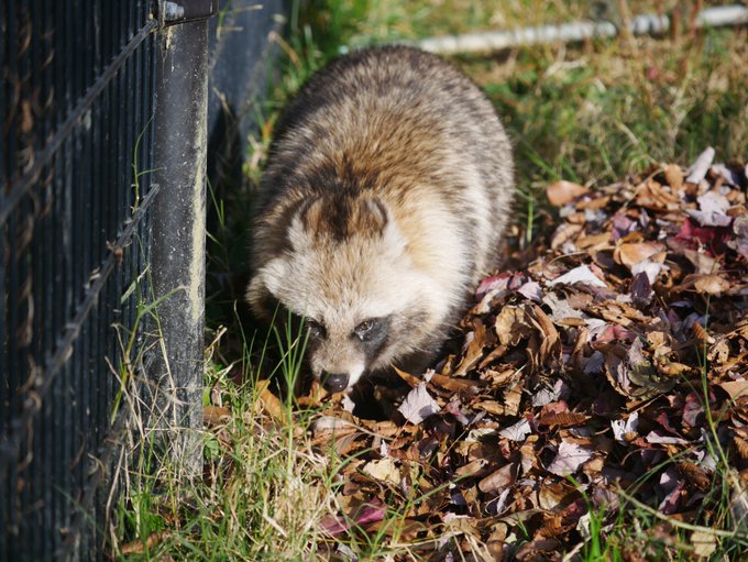 ホンドダヌキのtwitterイラスト検索結果 古い順 ホンドダヌキのtwitterイラスト検索結果 古い順