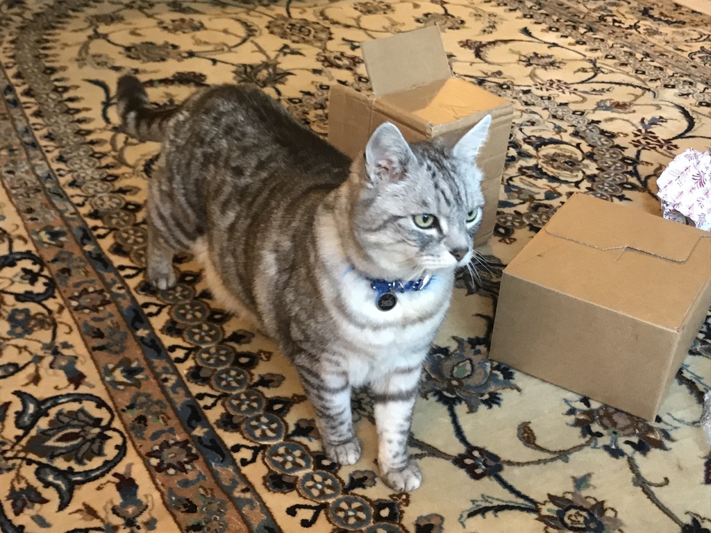 big_tabby's tweet photo. Ooh, new boxes...but not my size #CatsOfTwitter #CatBoxes https://t.co/GKDyPVsHNJ