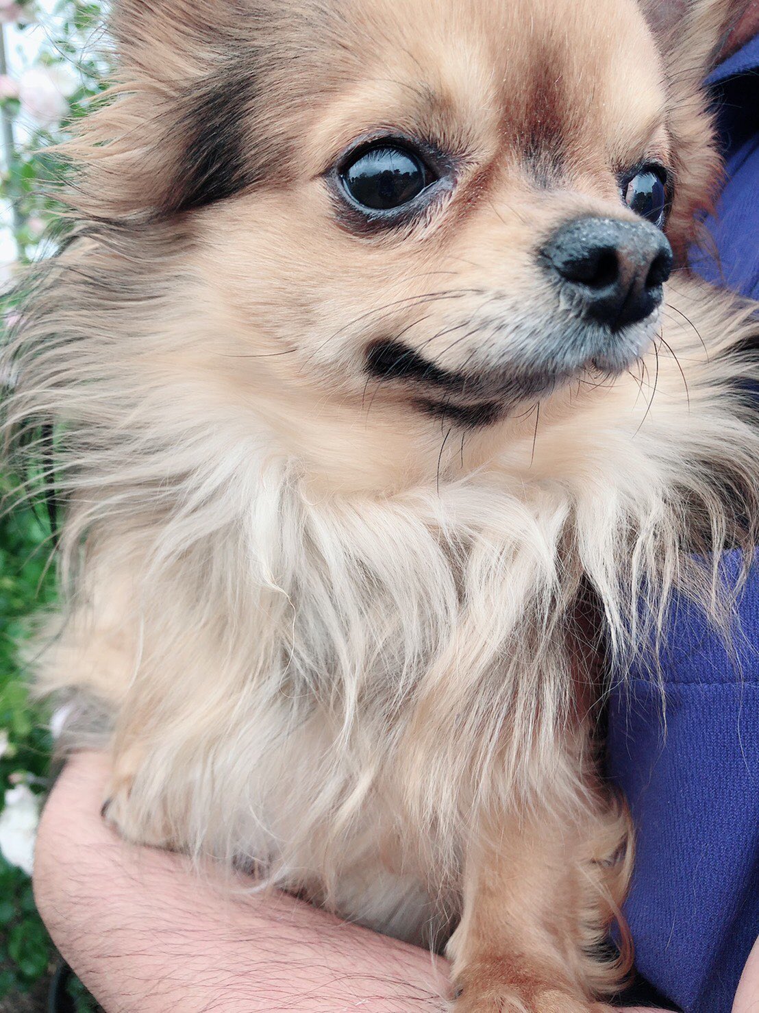 Yu みたいな 徳島県美馬市でチワワを飼い主さんが探しています 早く見つかります様に 徳島県 美馬市 迷子犬 チワワ 迷子犬情報 Twitter