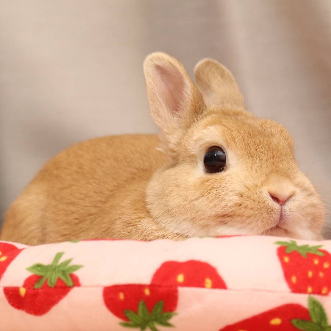 RabbitBigLove1's tweet photo. Lazy day 🍓💕
#Bunny #Rabbit 

https://t.co/RlZKztZ9he https://t.co/bOX8TdOkOS