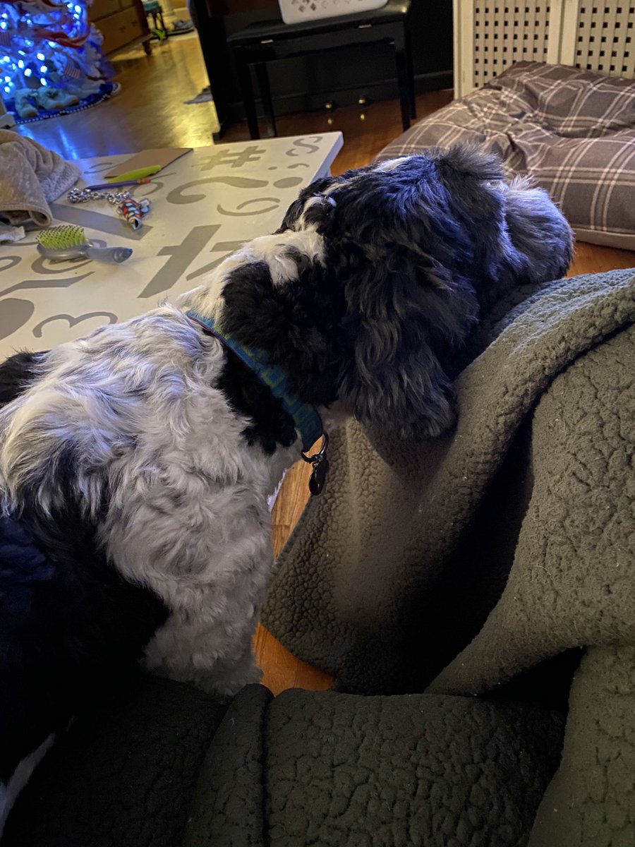 Army_Schnoodle's tweet photo. Goofball. https://t.co/zYb5OWZ509