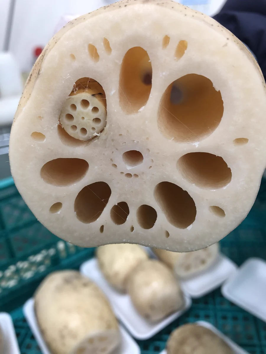 レンコンの中にレンコン！集合体恐怖症の人は見るのは控えた方が良いかもしれません…！