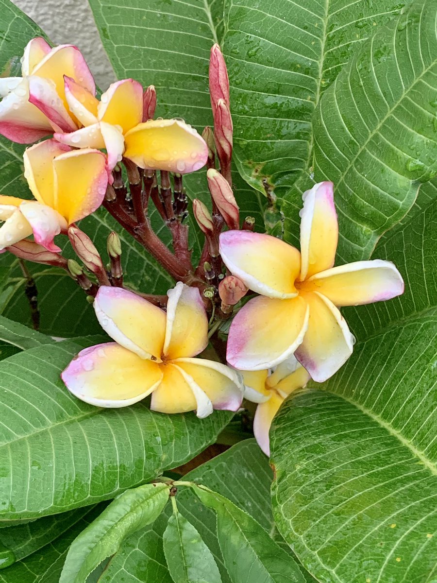 DarthBacon317's tweet photo. December in Okinawa. Flowers Bloom and our food is just as beautiful! #baconbarjapan #bacon #baconbar #okinawa #pizza #flowers #fucovid #SupportLocal #okinawapizza #沖縄 #日本 #ピザ #ベーコン #自家製ベーコン https://t.co/WCpyIeRN6M