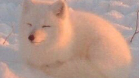 Seokjin as cute animals ~a thread~