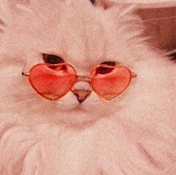 Seokjin as cute animals ~a thread~