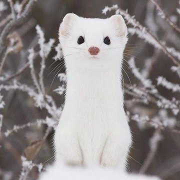 Seokjin as cute animals ~a thread~