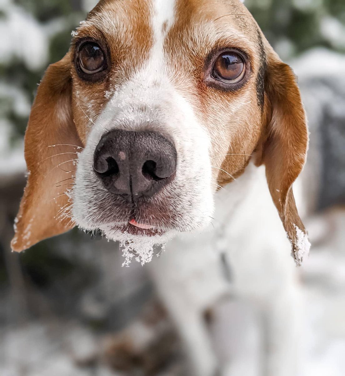 Hankface loves the snow