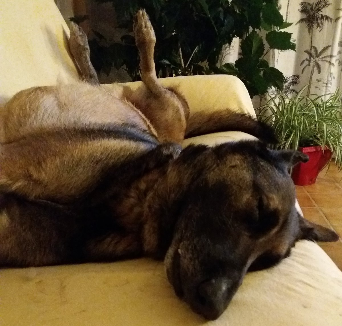MioutN's tweet photo. @Gendarmerie088 Joe (adopté) 6ieme noël à la maison. https://t.co/prmDornUDQ