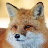 Seokjin as cute animals ~a thread~