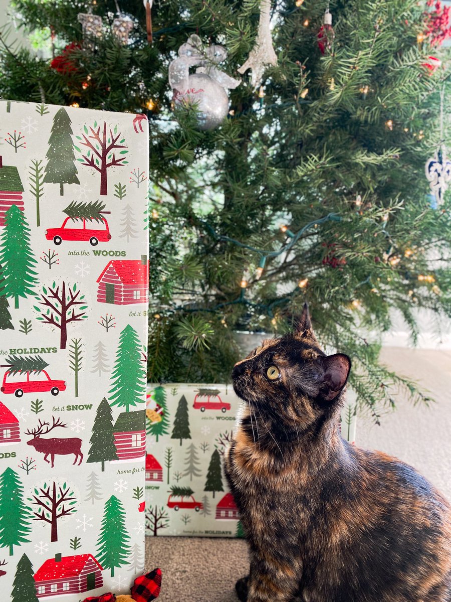 emstudd's tweet photo. Pets are the real MVP of 2020. It’s only right that we spoil them for Christmas! 🎄🎅🏻 #SeasonOfSpoiling #Sweepstakes @PetSmart https://t.co/hKTzSVF7j6