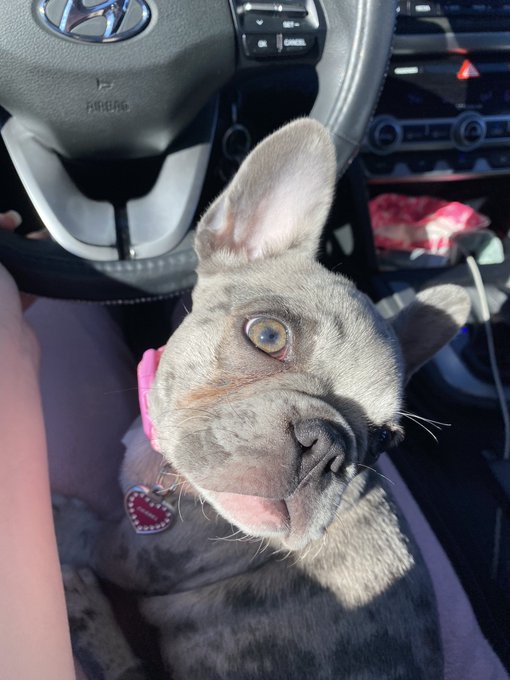 1 pic. my dog the prettiest bitch around https://t.co/fhglrDYULQ