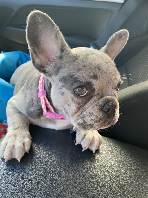2 pic. my dog the prettiest bitch around https://t.co/fhglrDYULQ