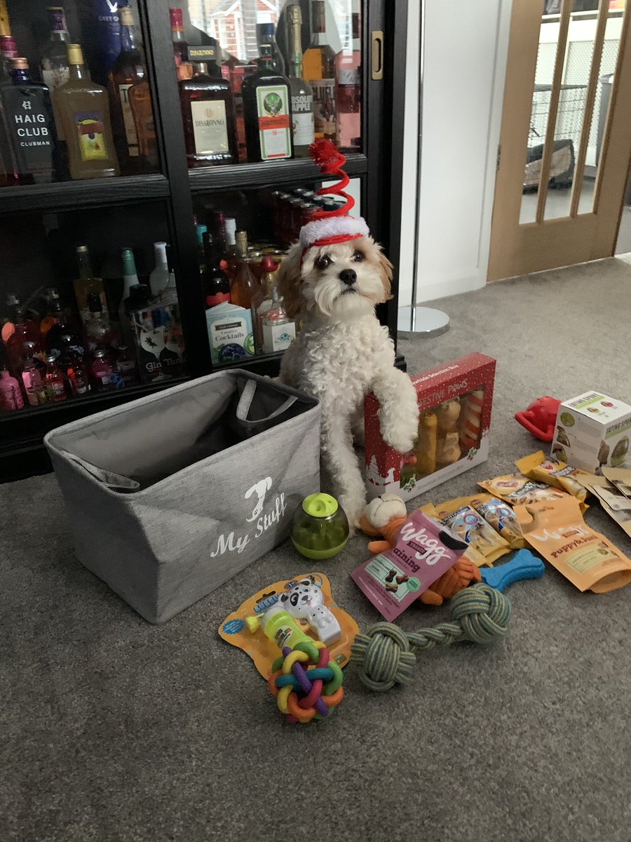 EmmaBeeBlog's tweet photo. @AvantHomes Ralph loves Christmas π #AvantPets @avanthomes https://t.co/cYZt6YiPG0