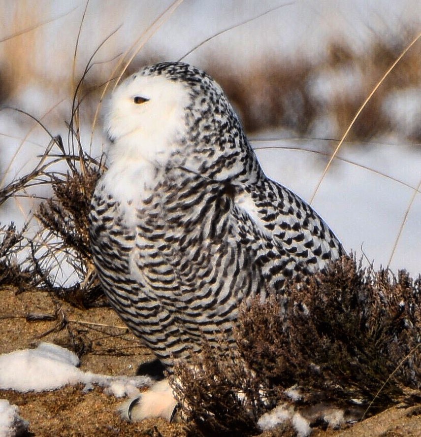 GrtrNbptToday's tweet image. So far this has been a good time of year for seeing snowy owls in the Greater Newburyport region. Many have been seen already. Here is one at Salisbury Beach State Reservation. Photo by Matthew Arey (matthewarey) #snowyowl #SalisburyMA

instagram.com/p/CI_tUXSM2RV/