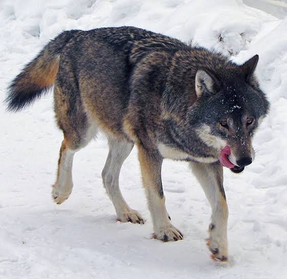ESKIMOS AND THE WAY THEY KILL WOLVES:A LESSON ON TEMPTATION[A THREAD] The way an Eskimo kills a wolf offers insight into the self-destructive nature of yielding to temptation. To trap wolves,Eskimos will freeze a knife's blade using ice mixed with Rabbit's blood. 1/