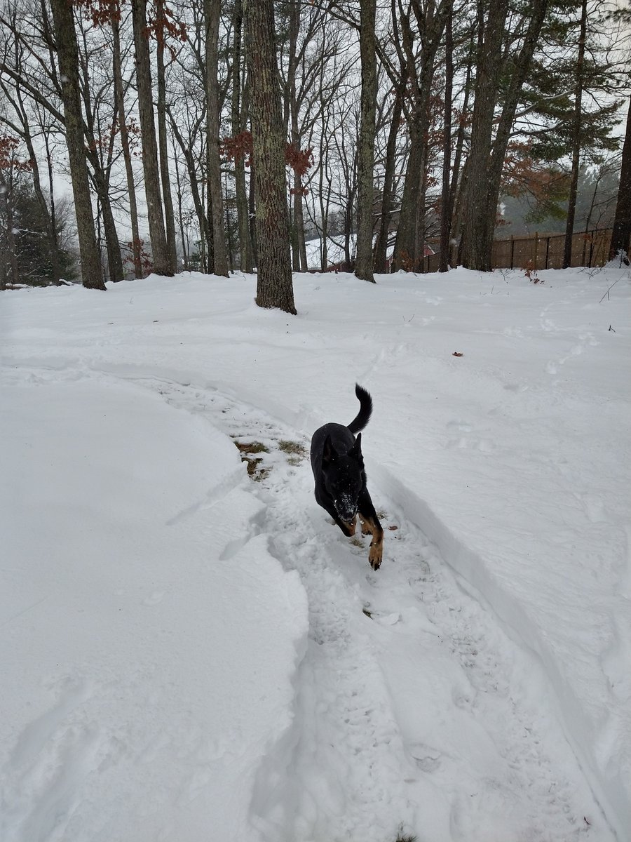 GretaLovesGeese's tweet photo. It's snowing! Check out these tracks @SuperCPAg put in the backyard. Can you catch me? https://t.co/8syZ3M1hc8