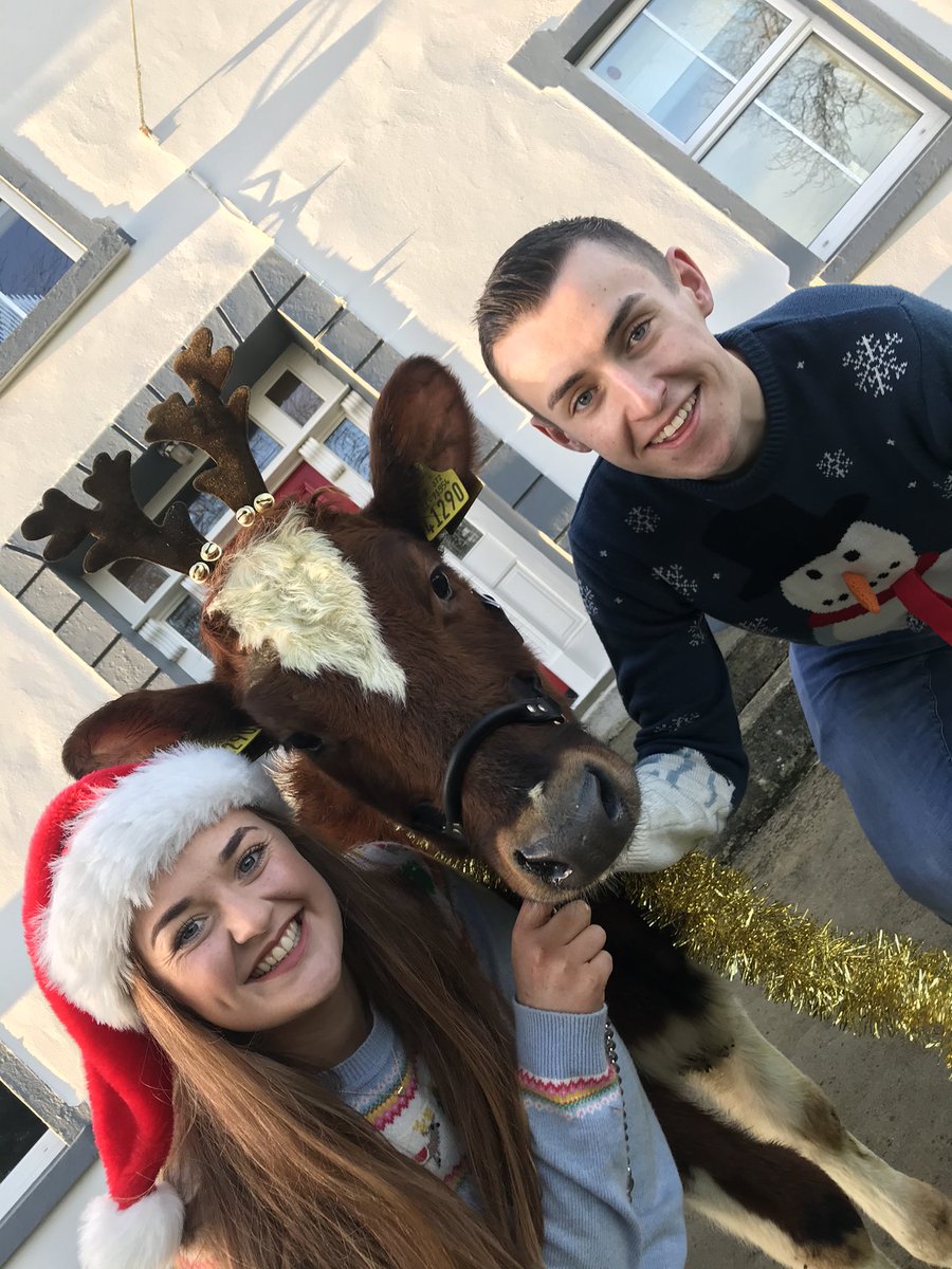 All washed and dressed up for Christmas 🎄 🐮#5DaystoChristmas #teamdairy #aryshire #Donegal #farming #calf