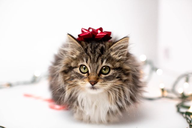 RealPukingKitty's tweet photo. Last day to order for Christmas! - https://t.co/27PHGsaVDU https://t.co/d99J9czQ3c