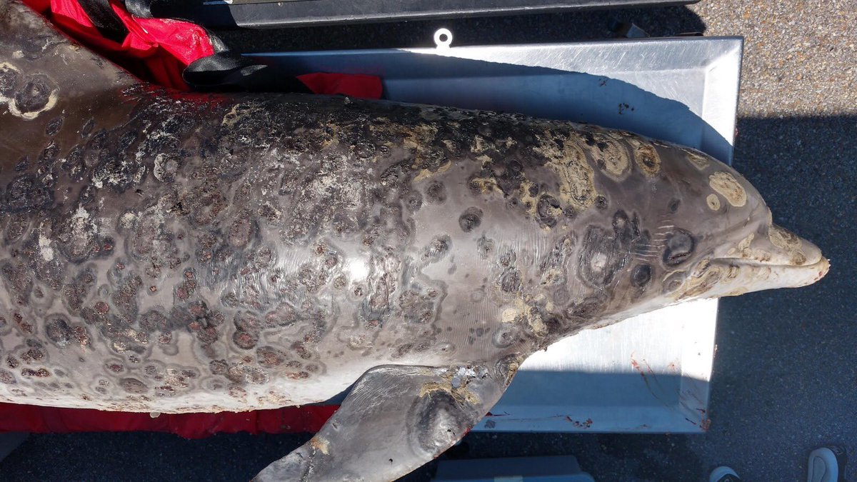 ExtinctionR's tweet photo. New research links this devastating, fatal skin disease in dolphins to climate breakdown ๐ฅ๐ฌ
https://t.co/N7WQw62Y73 https://t.co/rp5xx8hdot