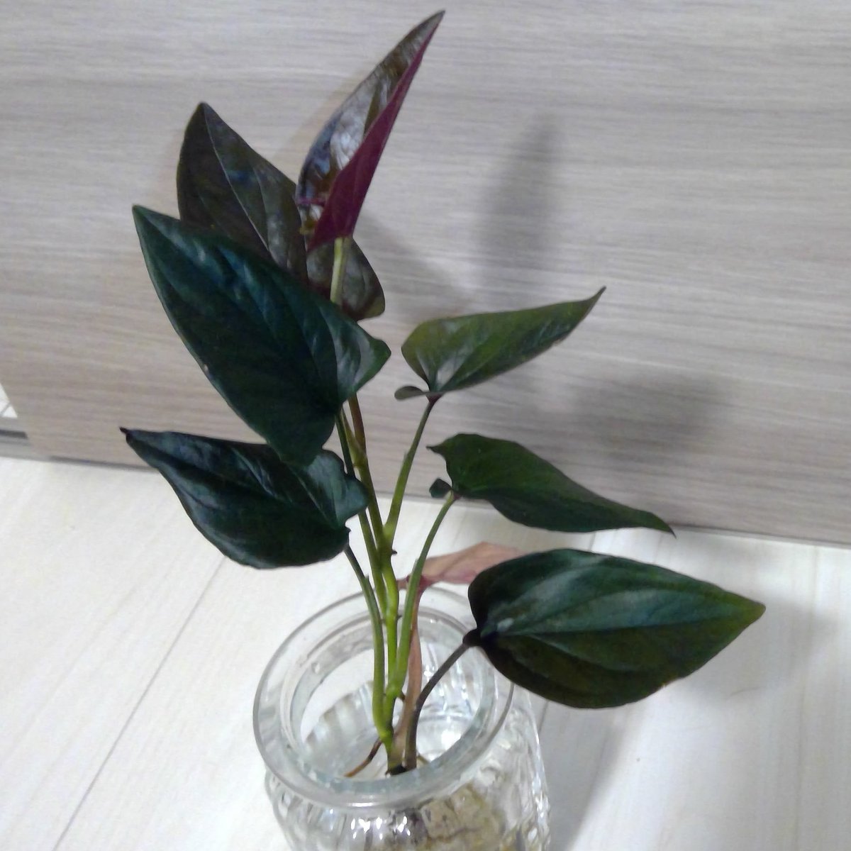 Nan على تويتر 水差しに切り替えてたシンゴニウム チョコレート 元気に伸びてる 枯れてきた下の葉がネオンみたいな色になってる