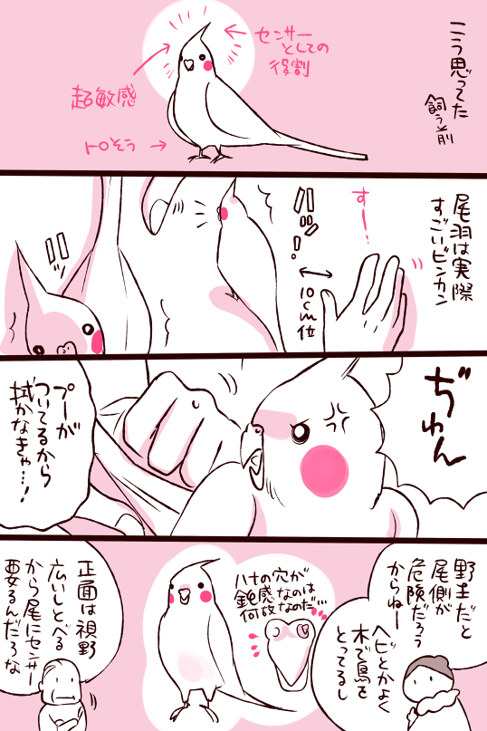dollchka's tweet photo. 今日も延々インコちゃんこねてインコ餅が作れる��どだったｗ
オカメインコちゃんは飼う前はあのツノはむしろ触っちゃ駄目なものなのかなあという印象なんだけど、実はアレめちゃめちゃもんで！さわって！ひっぱって！っていう謎のツノなんですよねえ(*´◒`*)
ほんと謎の生き物だｗ https://t.co/SzOr9jOLjw