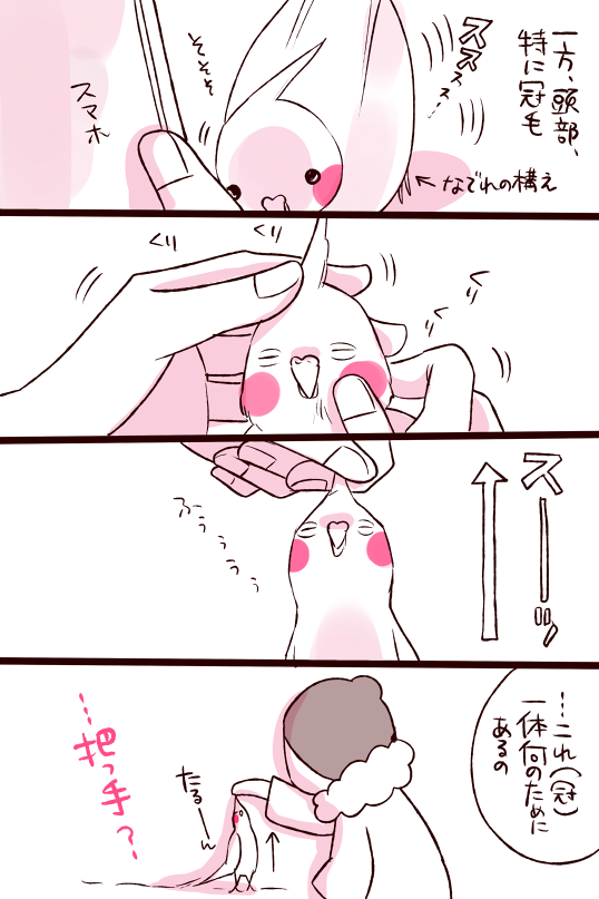 dollchka's tweet photo. 今日も延々インコちゃんこねてインコ餅が作れる��どだったｗ
オカメインコちゃんは飼う前はあのツノはむしろ触っちゃ駄目なものなのかなあという印象なんだけど、実はアレめちゃめちゃもんで！さわって！ひっぱって！っていう謎のツノなんですよねえ(*´◒`*)
ほんと謎の生き物だｗ https://t.co/SzOr9jOLjw