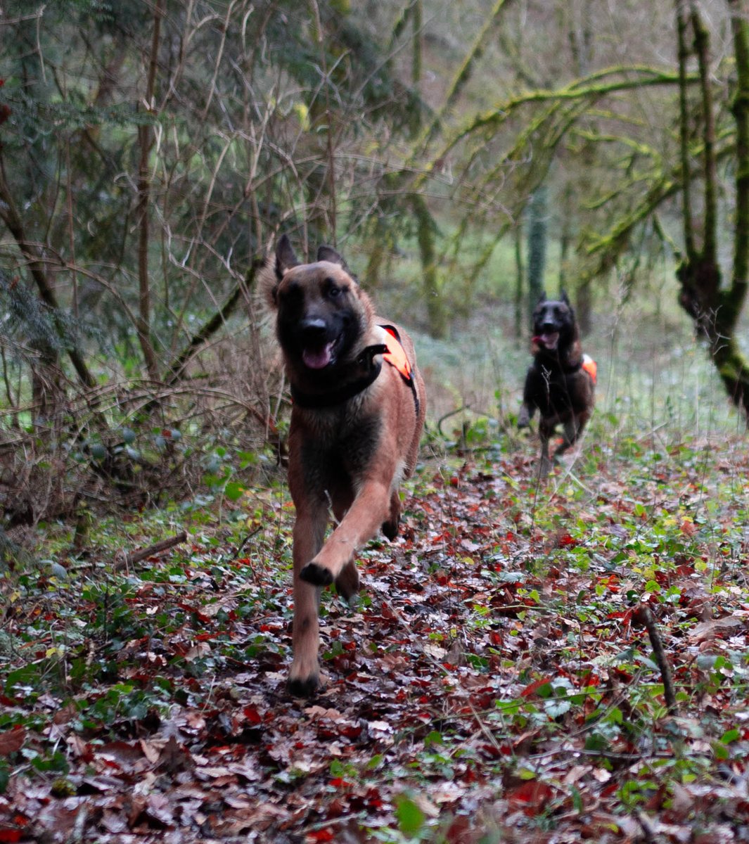 boebau's tweet photo. Blije hondjes tijdens een wandelingetje in de omgeving. 
#france #auvergne #puydedôme #combraille #destinationcombrailles #saintmauriceprespionsat  #honden https://t.co/fxVJq9k9dK
