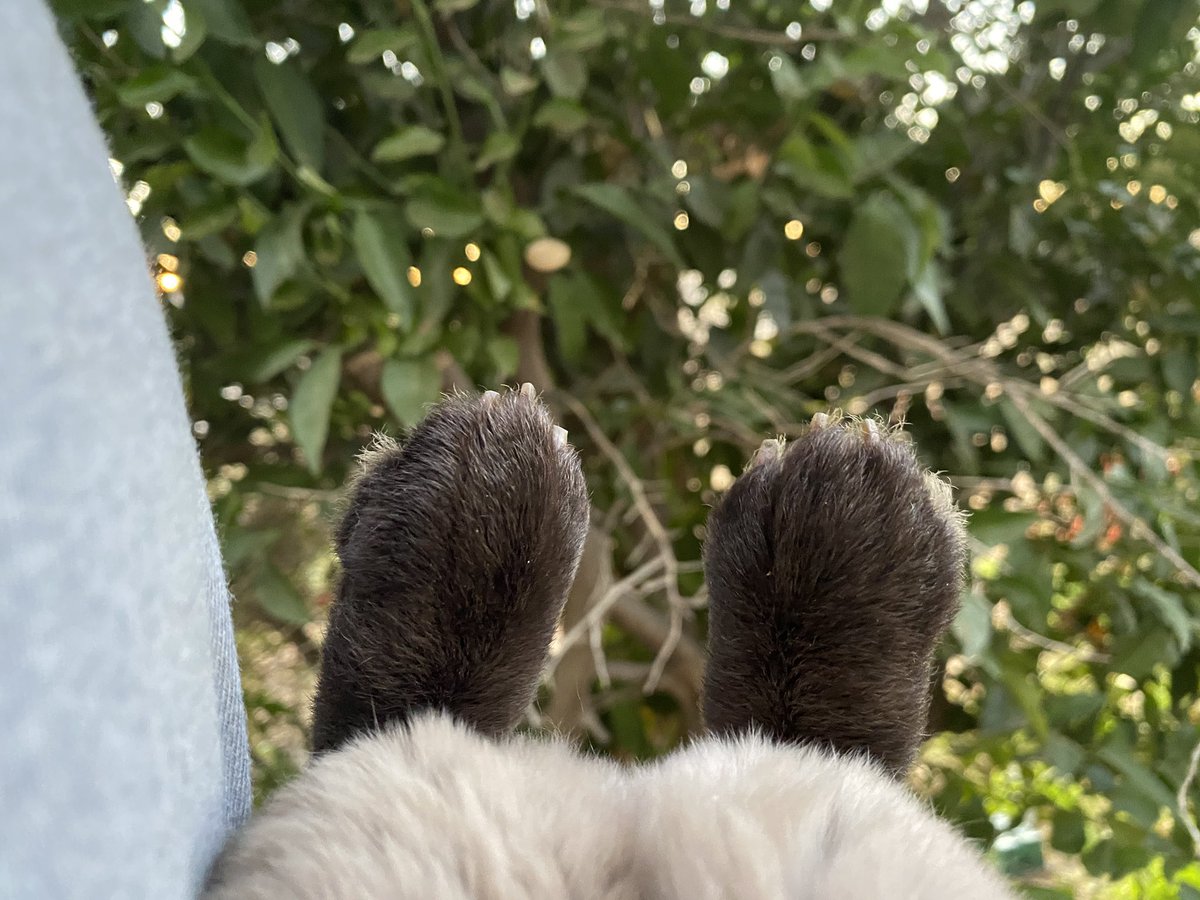 The cutest bun bun feet ❤️