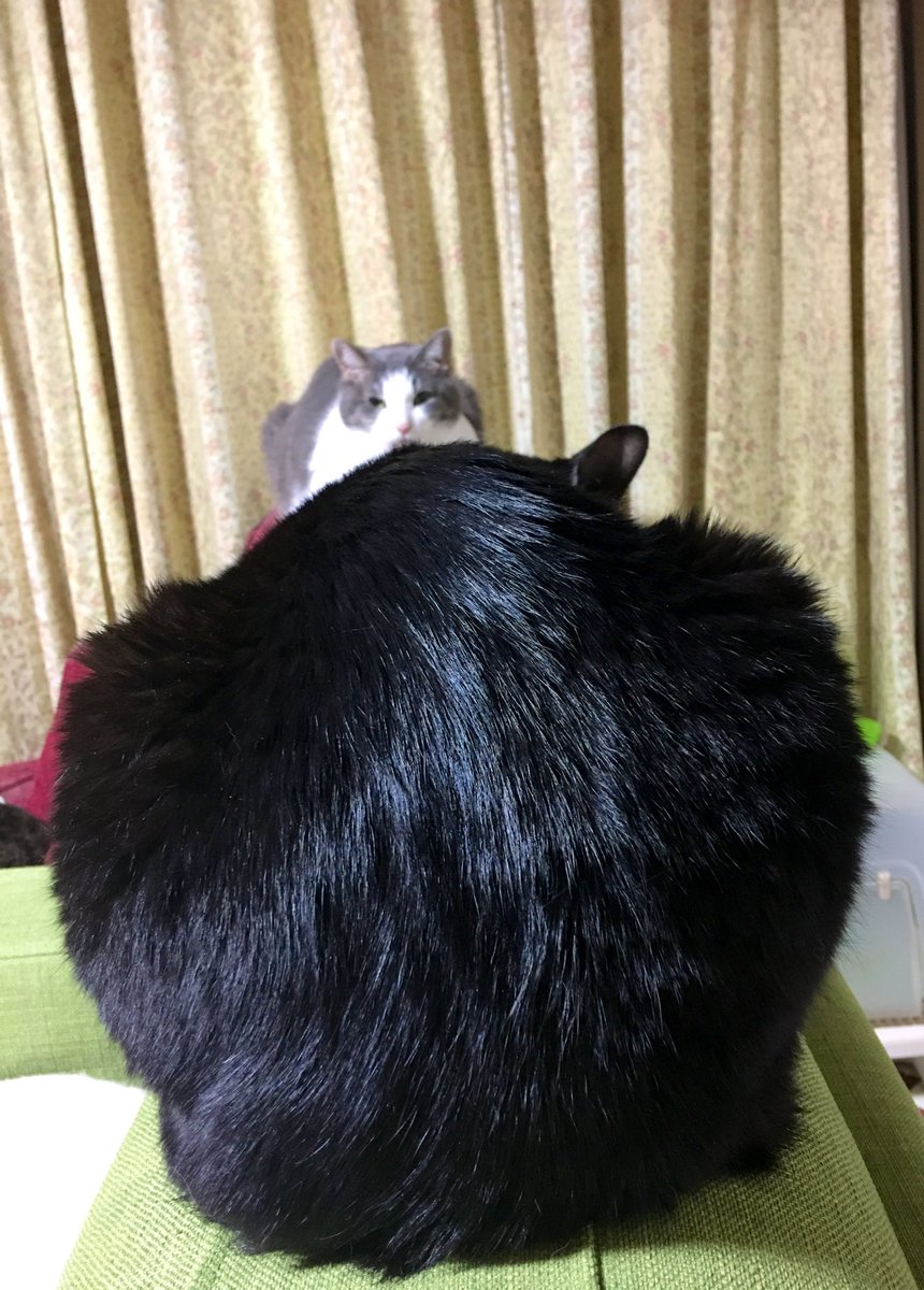 福ねこ Tokyo 公式 Tokyo Fukuneko Twitter 福ねこ Tokyo 公式 Tokyo Fukuneko Twitter