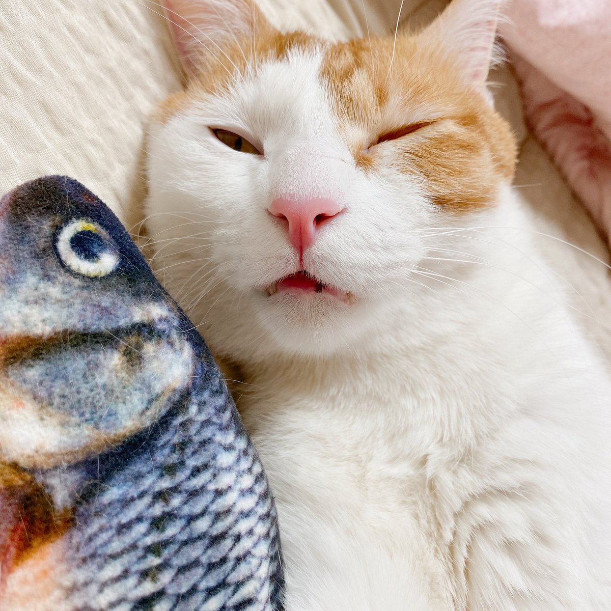 샛별이의 겨울
언니가 스노우로 사진 찍는 것도 모르고 쿨쿨 잠만자는 샛별이😴