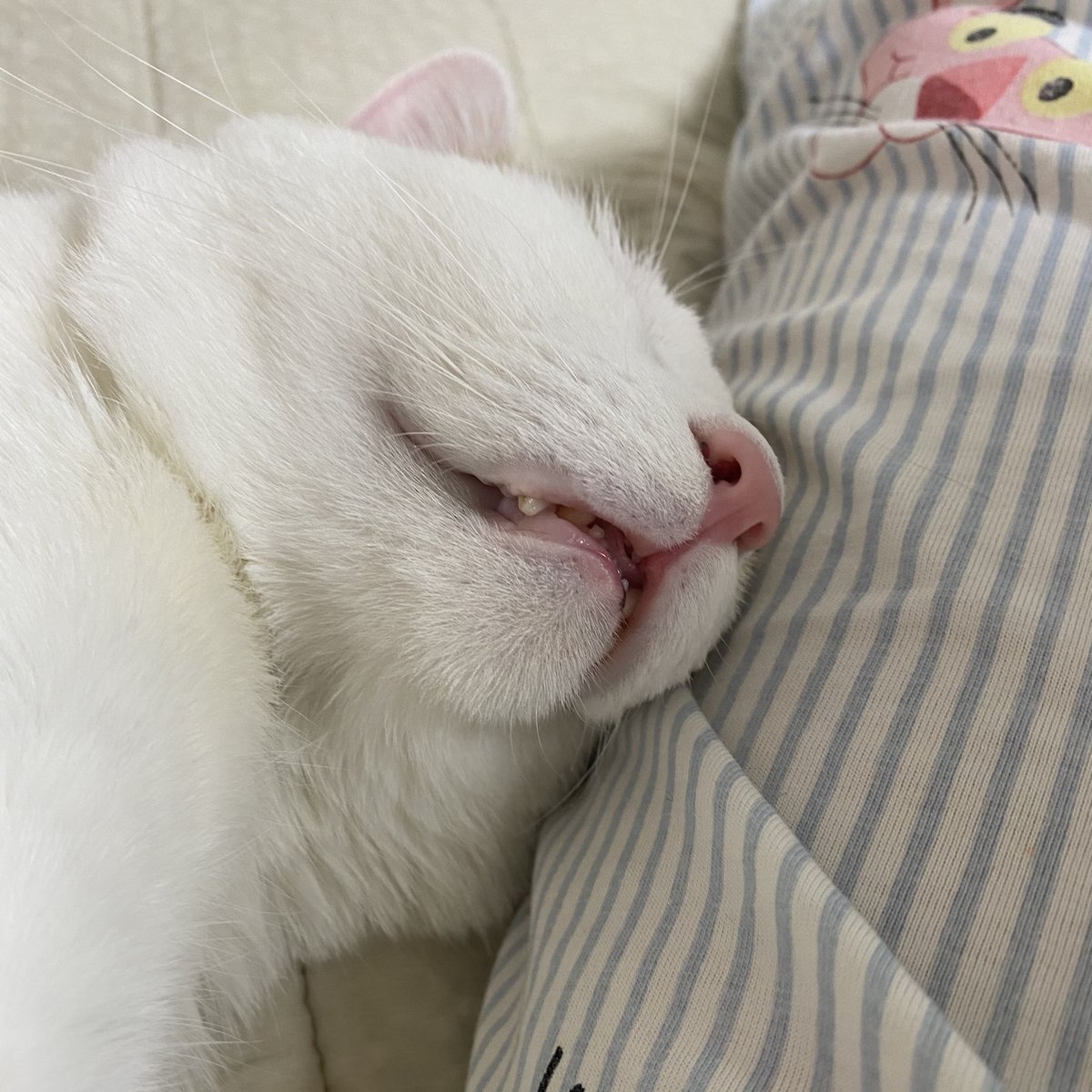 구조 막 했을 당시엔 무릎냥이 개냥이었는데😅 집에 적응하고 부터는 애교가 점점 줄어들다가...종종 이렇게 저한테 어필하는 샛별이에요
제가 침대에 있으면 옆에와서 다리나 허리에 꼭 자기 몸 붙여서 잔답니당😚💕