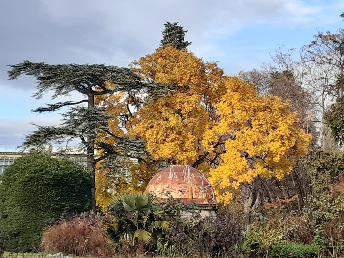 Luxe, calme et volupté 
Jardin des Plantes - 20 décembre 2020
#Montpellier ville candidate au patrimoine mondial de l' #UNESCO