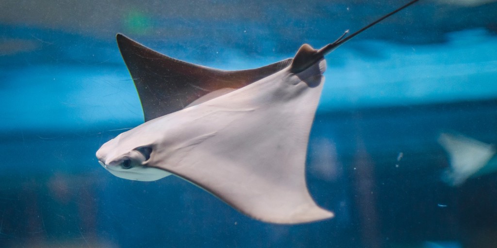 ToledoZoo's tweet photo. What do you call the skeleton of a stingray?🤔
🐟
🐟
🐟
An X-ray.
#DadJokes #ToledoZoo #RoamNearHome #ToledoOhio #LightsBeforeChristmas #Stingray #StingraysOfInstagram #Stingrays #Aquarium https://t.co/6sYJ2giXm3