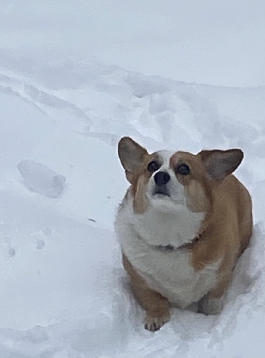 Bill O'Reilly tweet media