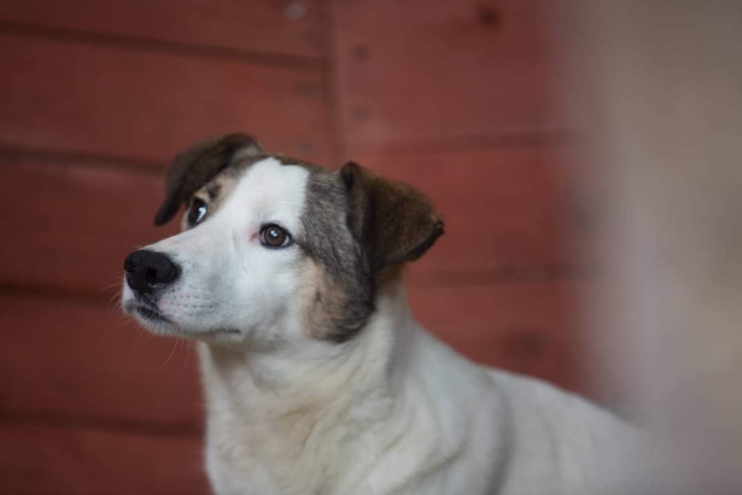 SavingStraysUK's tweet photo. Just 90p is all it costs to provide a meal for a stray like Winston and his friends this Christmas! π #donate fee free via our PayPal Giving Fund and https://t.co/AJuyKsUpZA
From Milena Malesevic and all at Saving Suffering Strays, thank you β€οΈ
#christmasdinner #SSStrays https://t.co/VHBH8jZCY2
