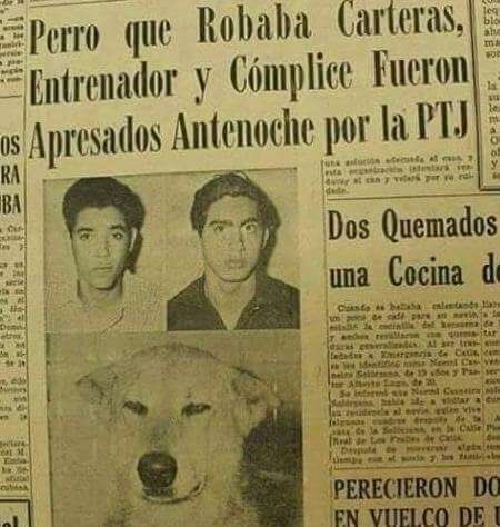FushYouMang's tweet photo. Jajaj las noticias de antes.

De ahí viene el término: enCANar....al perro ese lo enCANaron.... https://t.co/30A77Vla8l