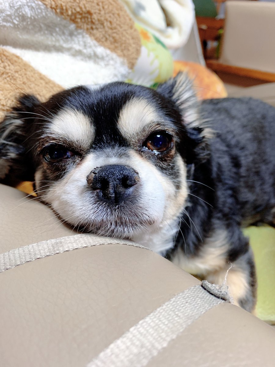 凛子 犬がおしっこトイレでしてたんだけど おしっこしかけたときに初めて聞くぐらいのおならプッププゥー って出て私もびっくり したし した犬本人もビビってトイレから出て粗相になった 自分の放屁にビビって粗相するとかわろたわ かわいいな