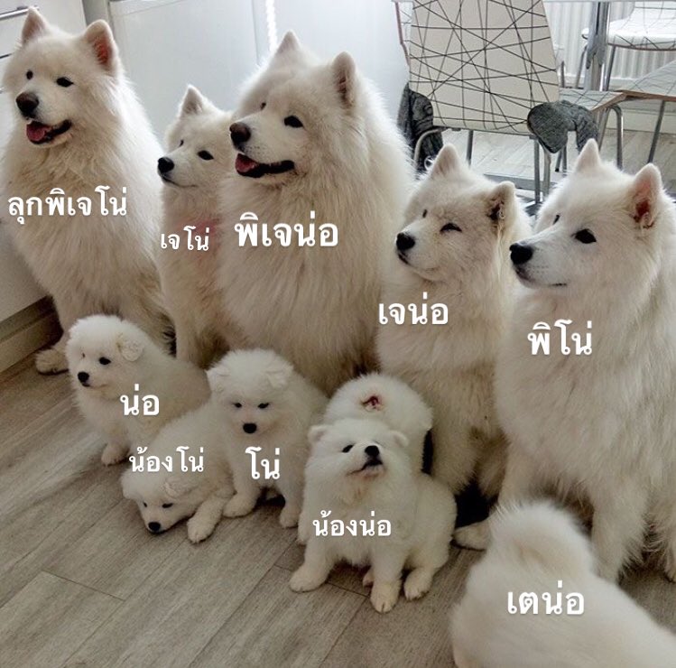 pleasingjn's tweet photo. แก้งม๋าหย่าย นำทีมโดยลุกพี่เจโน่ https://t.co/xKXsgo5RIR