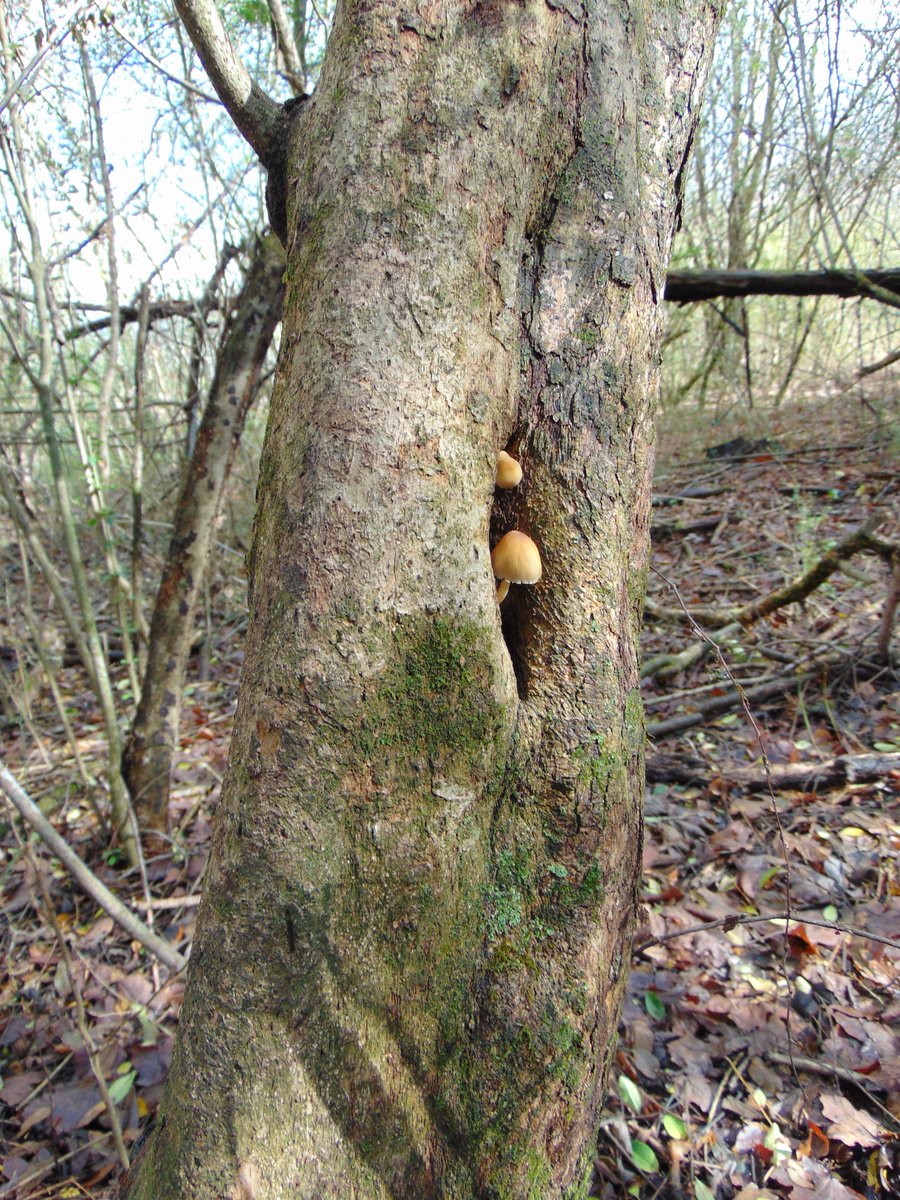 The 34th rule of the Mushroom Cult is to go in the woods and take pictures of mushrooms.