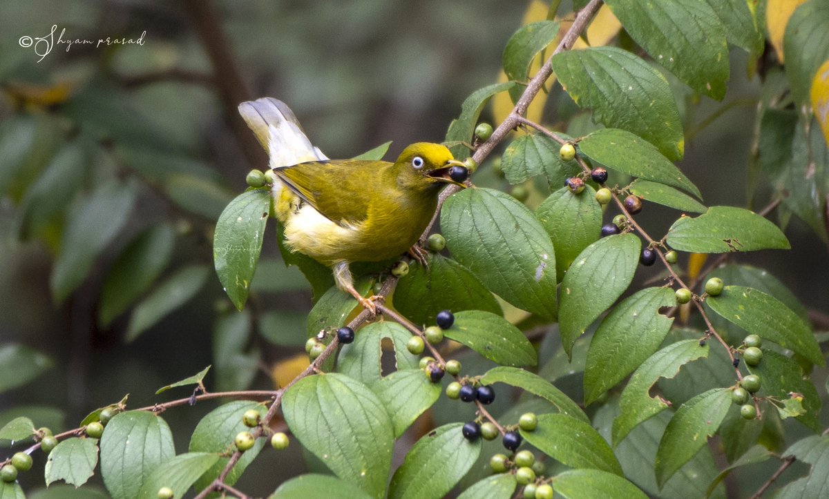 shyamprasadr2's tweet photo. Grey-Headed Bulbul - #Thattekkad #Kerala
@IndiAves @WildlifeMag #BBCWildlifePOTD #EarthCapture @NatGeoIndia @AnimalPlanetIn @BirdWatchDaily @SanctuaryAsia
#BBCCountryfileMagPOTD
@wildlifeInd @NatGeo @WPPmagazine @DiscoveryIncTV #PhotoOfTheDay @wildbirdrev @BirdGuides https://t.co/kaS2bCsntG