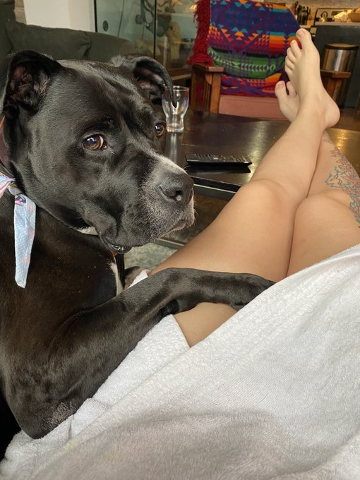 Someone thinks these legs are hers 🤦🏻‍♀️ good morning y’all #amstaff #feet #toes #morningcoffee #robe