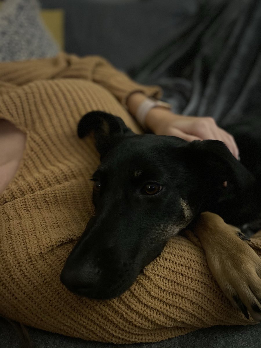 Pensive. What do puppies daydream about?