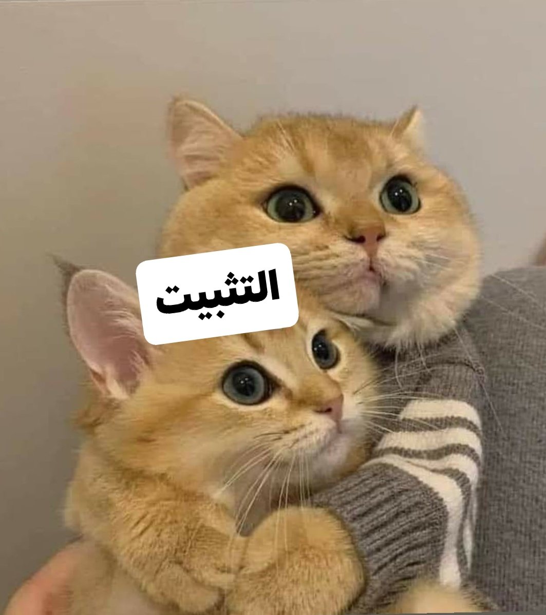 #غدا_انتفاضه_الخريج_المعتصم