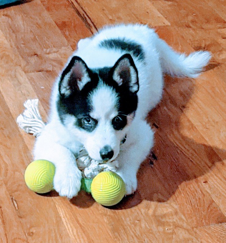 KarliMorgan's tweet photo. My Daddy Loves You Guys! I'm DEZI the Pomsky😊  #pupwiser https://t.co/0fj4kNk09H