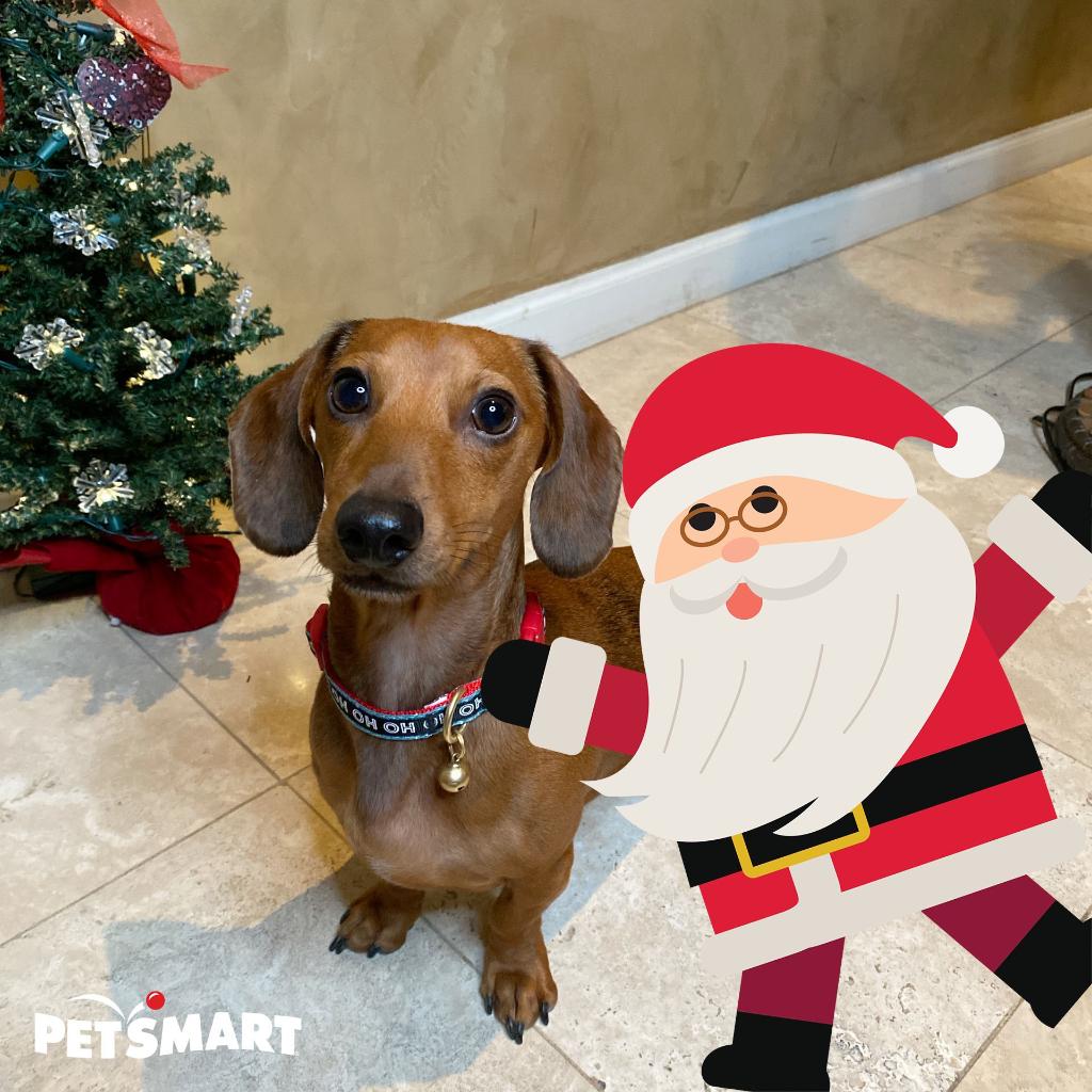 PetSmart tweet media