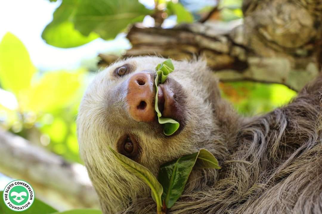 SlothCon's tweet image. Thanks to some of my new adopted parents, thank you for adopting me! Love Jack ❤️🦥
- Sophie A.
- Amanda J.
- Ryan G.
- Clayton T.
- Devin J.
#teamsloth #sloth #babysloth